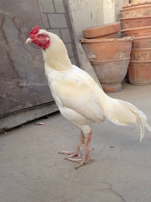 MALES ASEEL HEERA FOR SALE 0