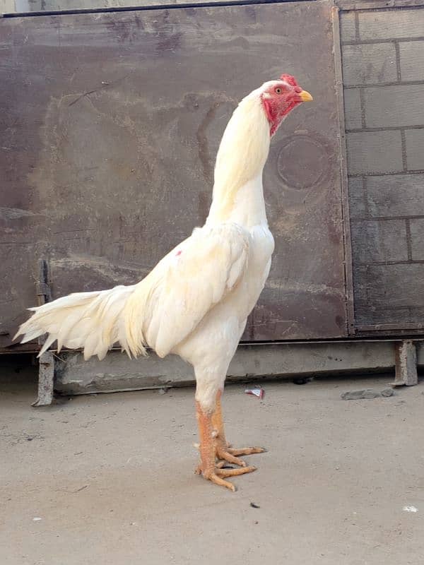 MALES ASEEL HEERA FOR SALE 1