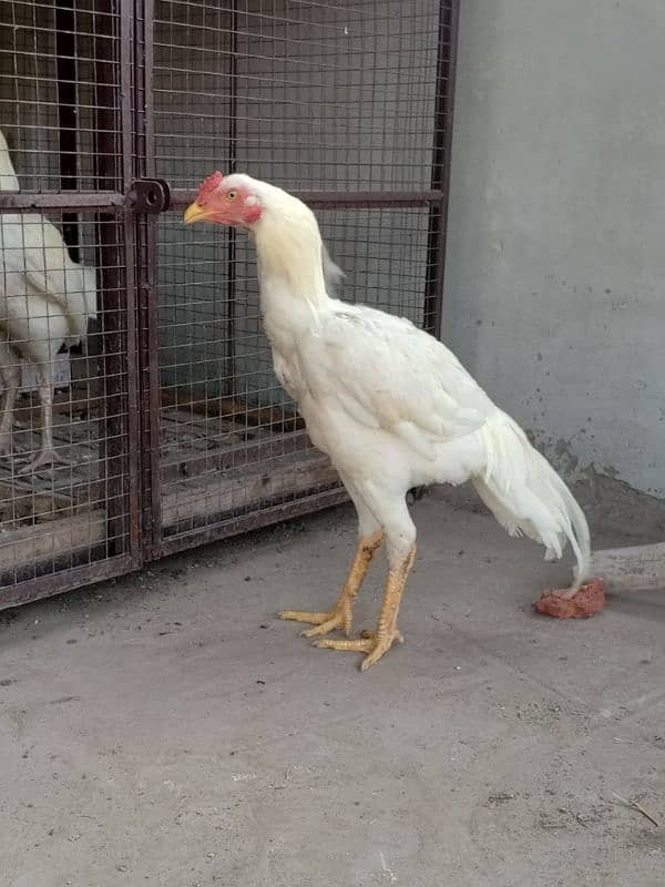 MALES ASEEL HEERA FOR SALE 2