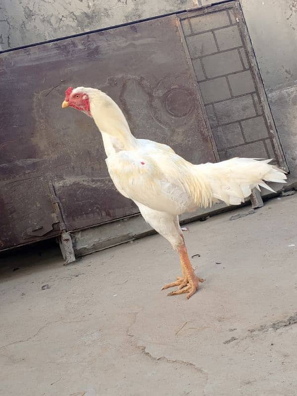 MALES ASEEL HEERA FOR SALE 3