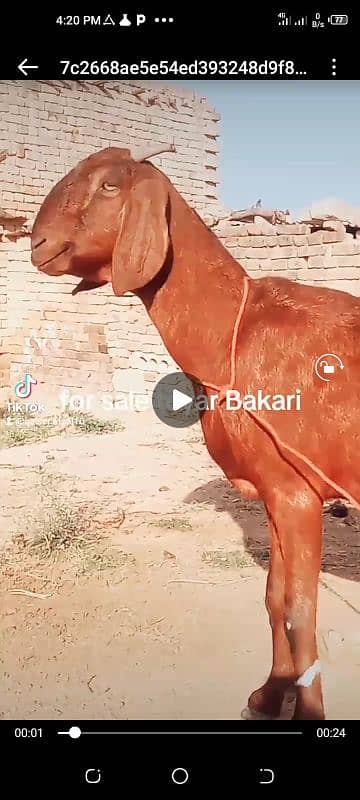 Bakari for sale shat 2 beachy male fimale dhood k liye best hay, 1