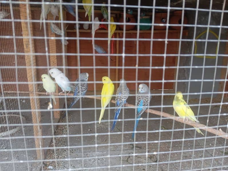 Australian Breeder pairs and chick 1