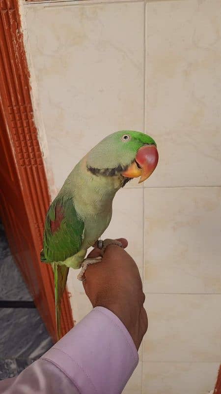 Kashmiri Raw Parrot 0