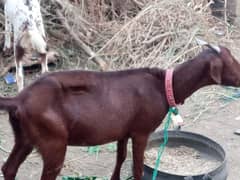 3 Month ki gahban Bakri For sale.