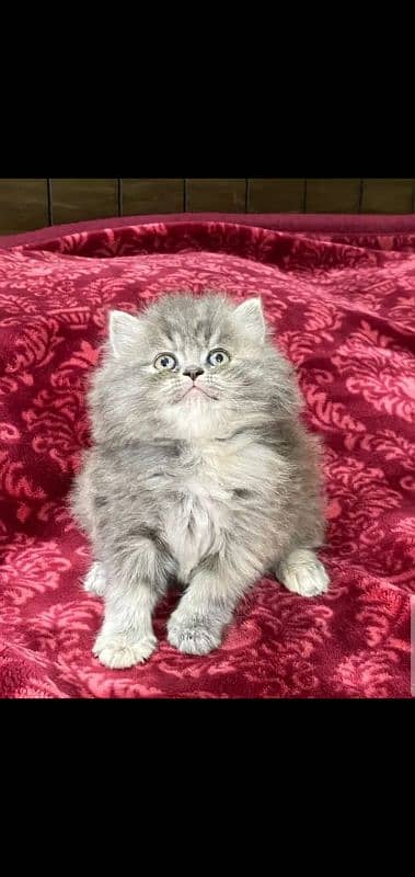 persian kittens triple coat for sale contact whatsap 03288426681 0