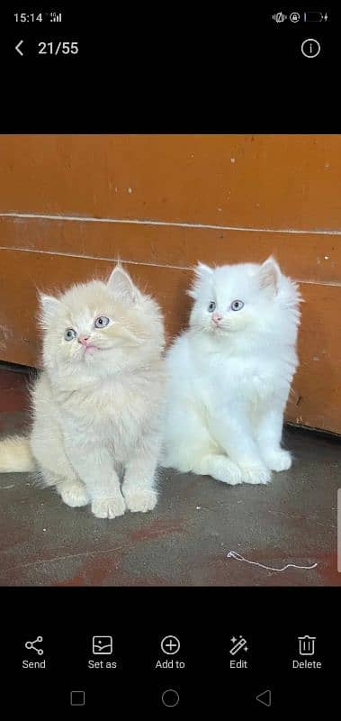 persian kittens triple coat for sale contact whatsap 03288426681 2