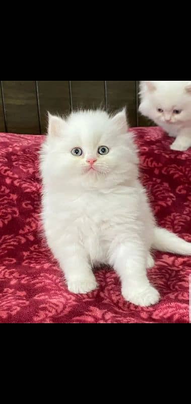 persian kittens triple coat for sale contact whatsap 03288426681 3