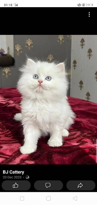 persian kittens triple coat for sale contact whatsap 03288426681 4