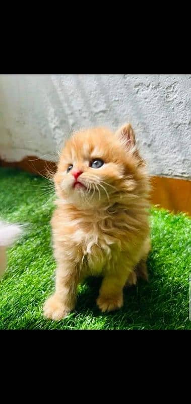 persian kittens triple coat for sale contact whatsap 03288426681 6