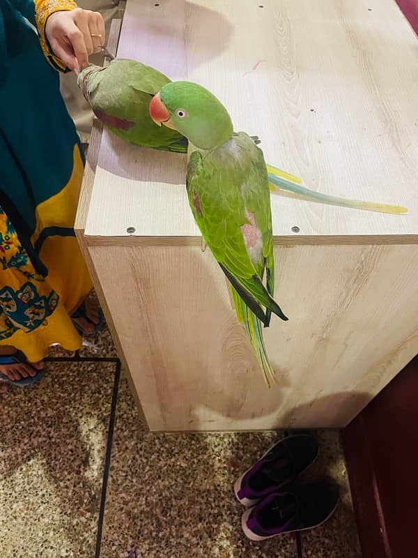 raw parrot/ pahari toty 1