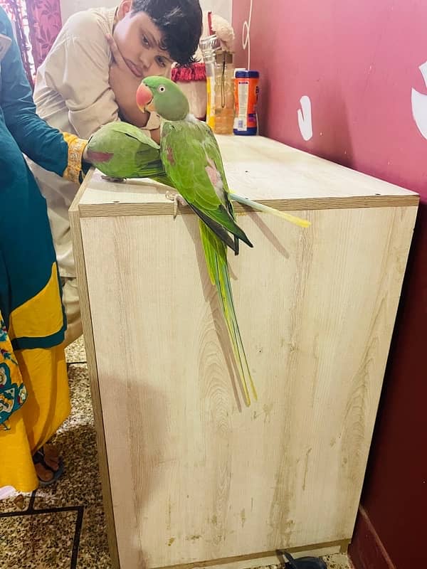 raw parrot/ pahari toty 4