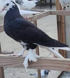 sherazi  pigeon for sale