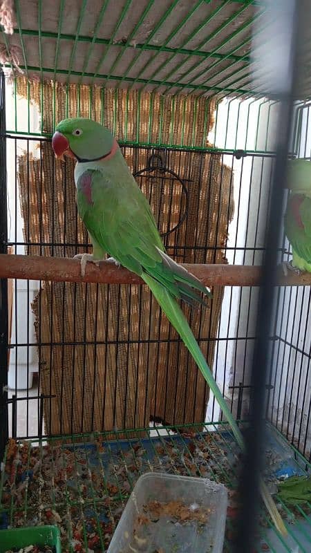 breeding Parrots 1