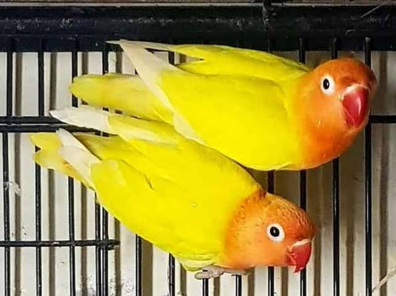 Breeder Pair Lotino Pasnata Red Eye Male Decino Female with DNA 6