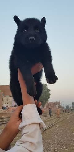 german black shepherd male available for sale