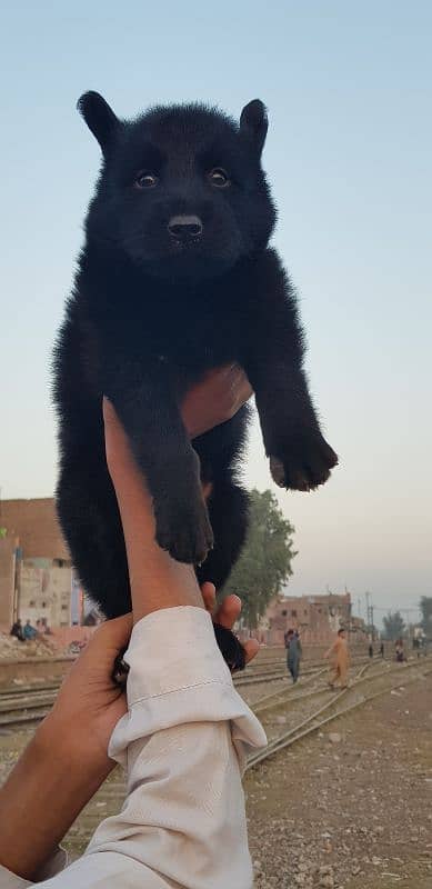 german black shepherd male available for sale 0