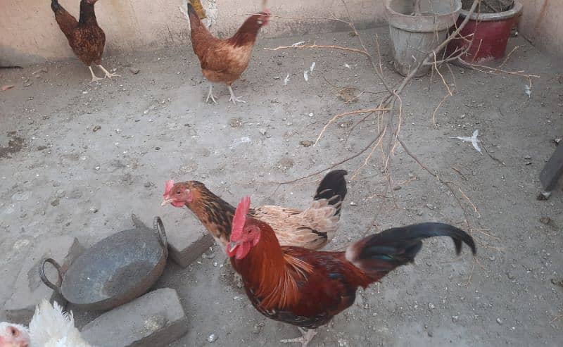 Egg laying hen for sale 0