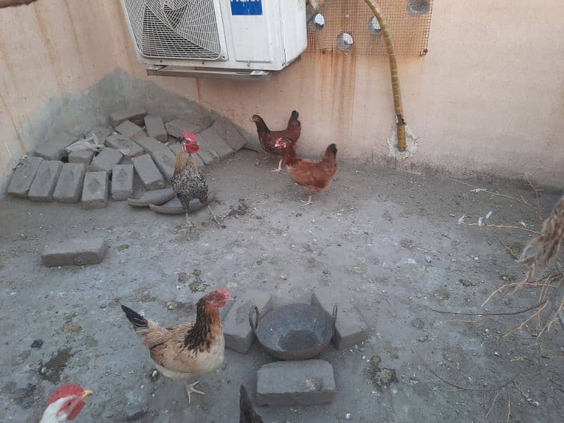 Egg laying hen for sale 1