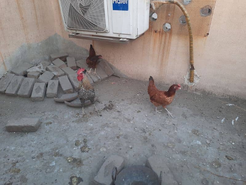 Egg laying hen for sale 2