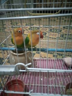 love bird fisher pair for sale