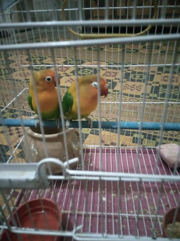 love bird fisher pair for sale 0