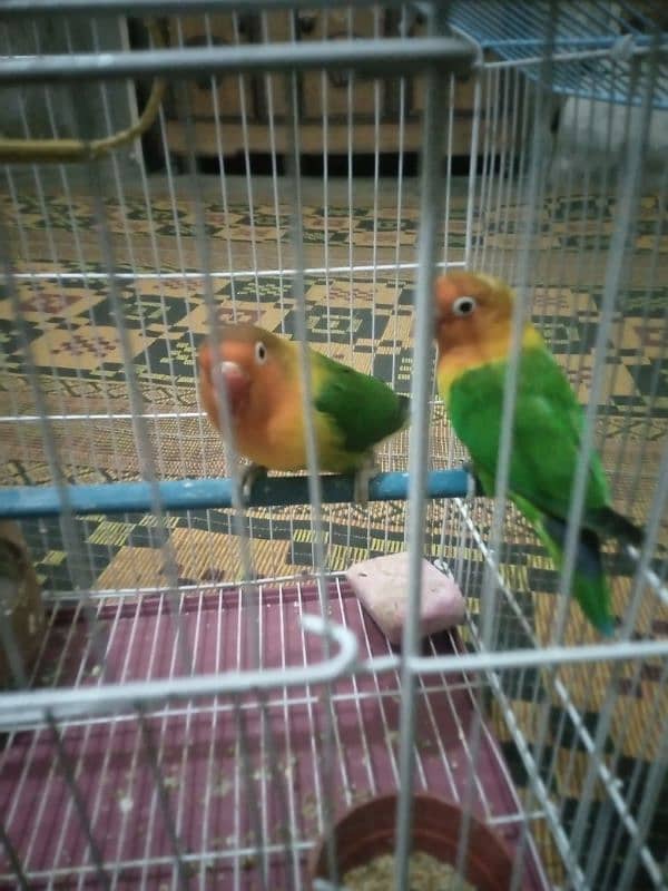 love bird fisher pair for sale 1