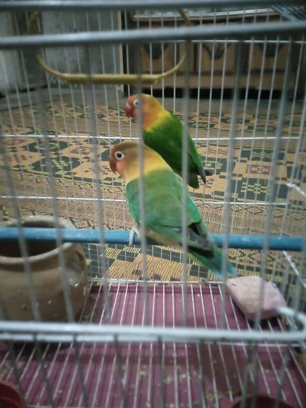 love bird fisher pair for sale 2