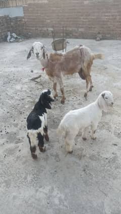 Goat with two females kids for sale