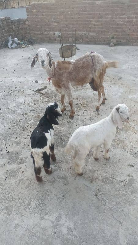 Goat with two females kids for sale 0