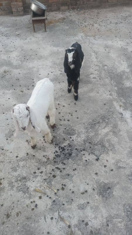 Goat with two females kids for sale 1