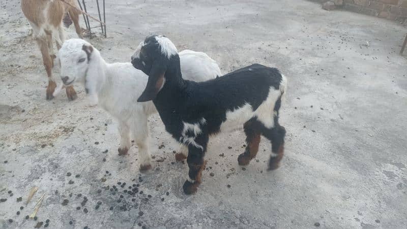 Goat with two females kids for sale 2