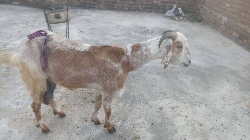 Goat with two females kids for sale 3