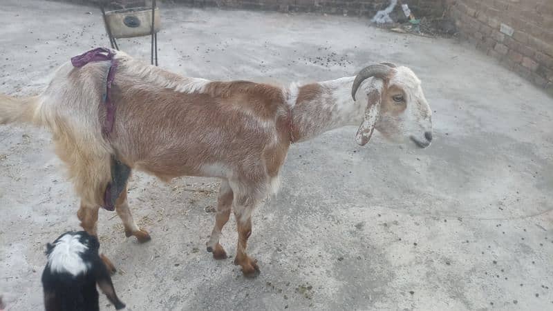 Goat with two females kids for sale 4