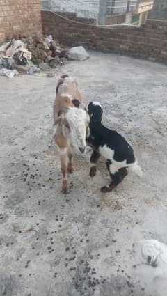 Goat with one females black kid for sale