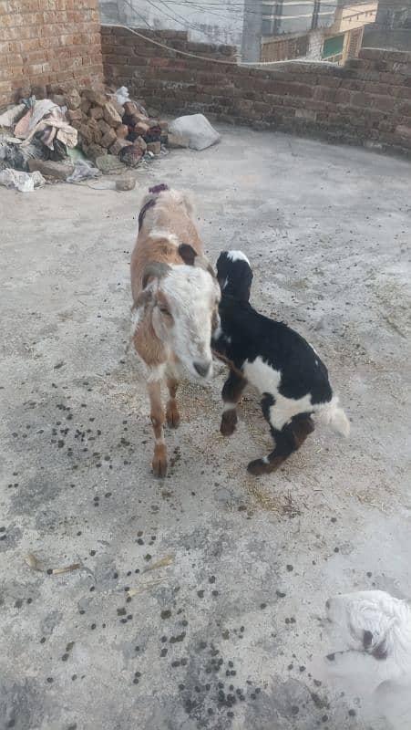 Goat with two females kids for sale 5