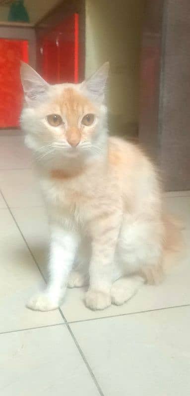 Persian cat age 7 month male non vaccinated 0