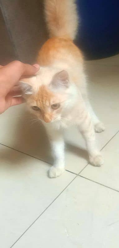 Persian cat age 7 month male non vaccinated 2