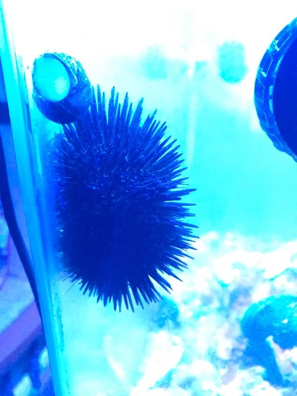 Saltwater Sea Urchin and Saltwater Snails. See the description below. 1