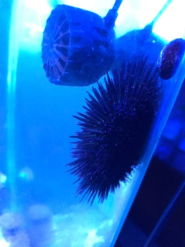 Saltwater Sea Urchin and Saltwater Snails. See the description below. 2