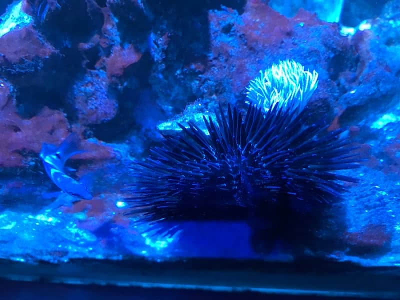 Saltwater Sea Urchin and Saltwater Snails. See the description below. 3