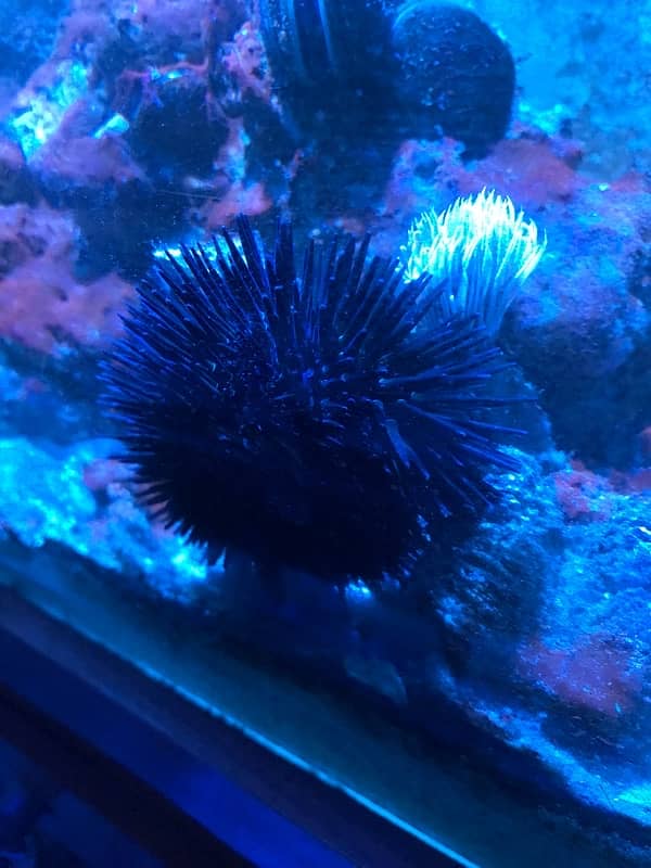 Saltwater Sea Urchin and Saltwater Snails. See the description below. 4