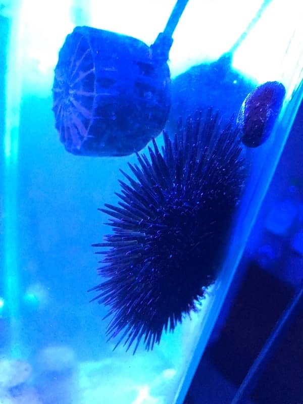 Saltwater Sea Urchin and Saltwater Snails. See the description below. 5