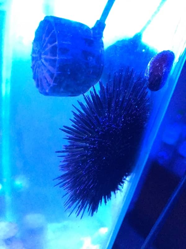 Saltwater Sea Urchin and Saltwater Snails. See the description below. 6