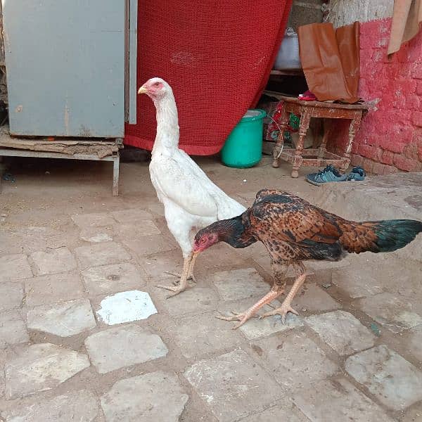 High quality OH SHAMO FEMALES FOR SALE 4