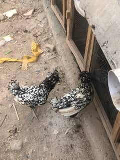 silver polish fancy hens