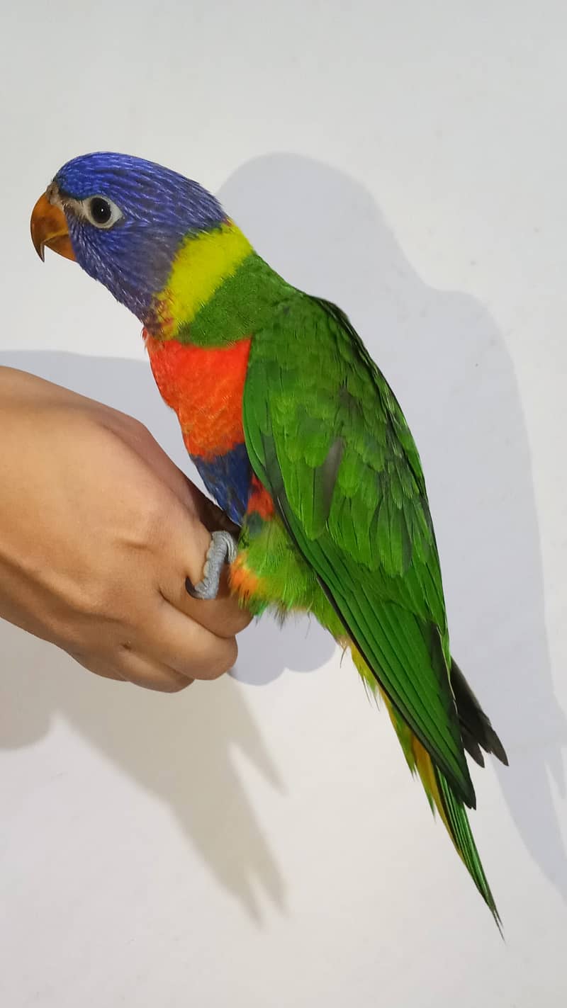 swinson or red collar lorikeet 1