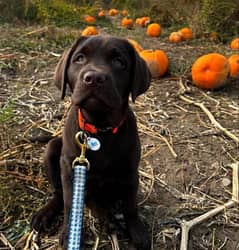 British Labrador Retreiver Puppies