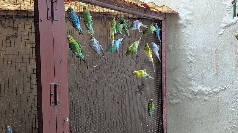 budgie australian parrots 0