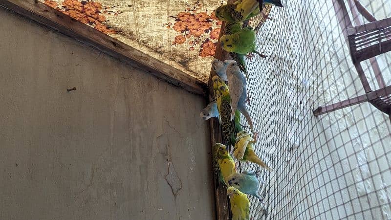 budgie australian parrots 1