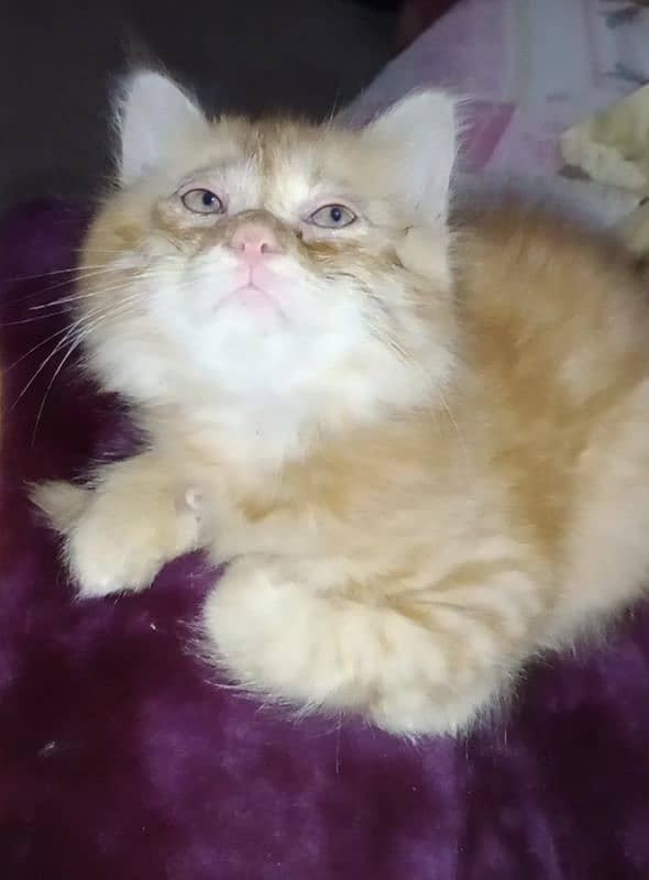 Persian cat baby 0